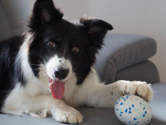 Bloom Rugby Köpek Oyun Topu