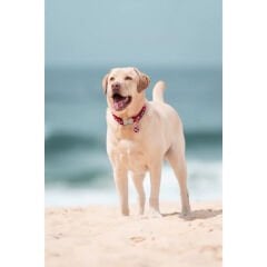 Yıldız Desenli Köpek Boyun Tasması