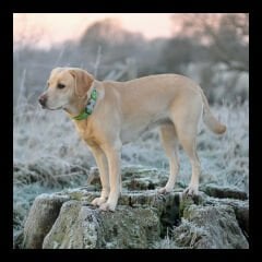 Yıldız Desenli Köpek Boyun Tasması