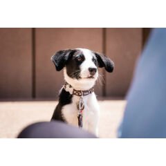 Kahverengi Üzerine Mavi Benekli Köpek Boyun Tasması