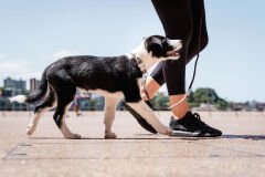 Kahverengi Üzerine Mavi Benekli Köpek Boyun Tasması