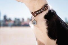 Kahverengi Üzerine Mavi Benekli Köpek Boyun Tasması