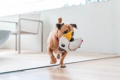 Durables Yumuşak Köpek Oyuncakları - Kakadu Papağan