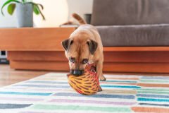 Durables Yumuşak Köpek Oyuncakları - Dikenli KarıncaYiyen