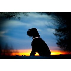 Ziggy Desenli Boyun Tasması