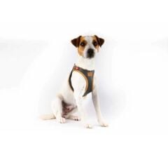 Apple Leather Harness Black - Elma Derisinden Göğüs Tasması Siyah