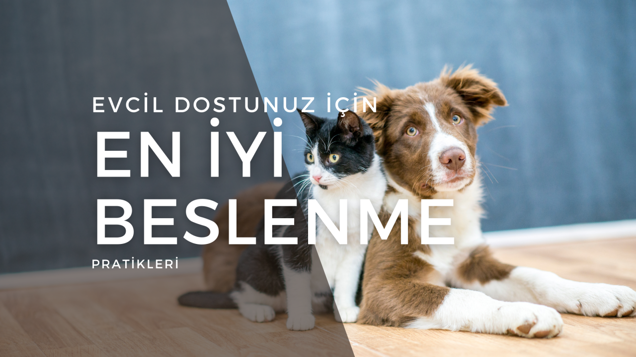 Evcil Dostunuz İçin En İyi Beslenme Pratikleri