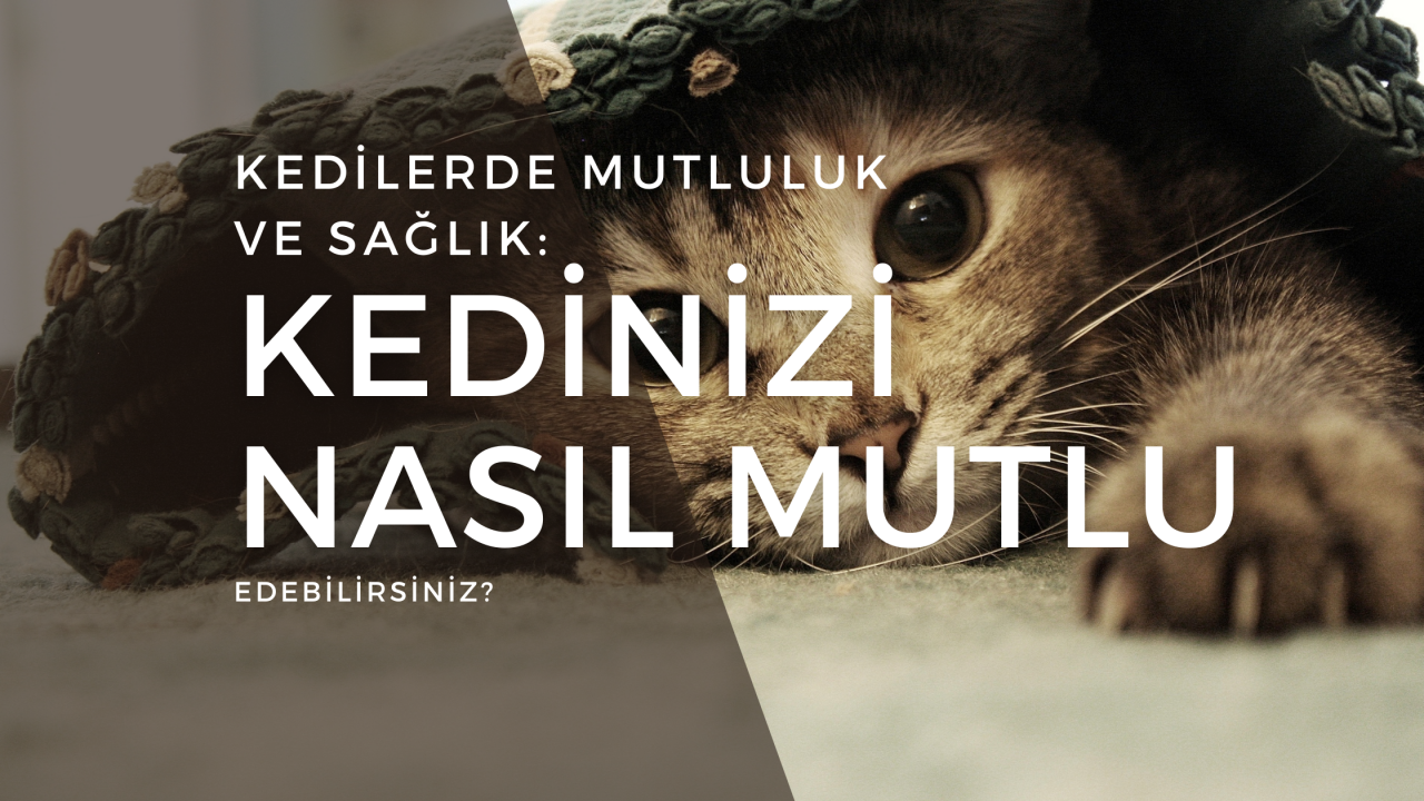 Kedilerde Mutluluk ve Sağlık: Evde Kedinizi Nasıl Mutlu Edebilirsiniz?