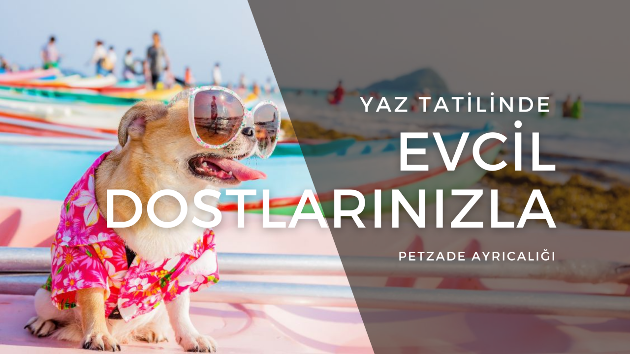 Yaz Tatilinde Evcil Dostlarınızla Petzade Ayrıcalığı