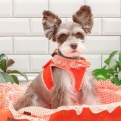 PUPPIA VIVIEN HARNESS B/ORANGE/S KÖPEK GÖĞÜS TASMASI S