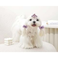 60900099 M-PETS GLAM KÖPEKLER İÇİN AKSESUAR TOKA PURPLE