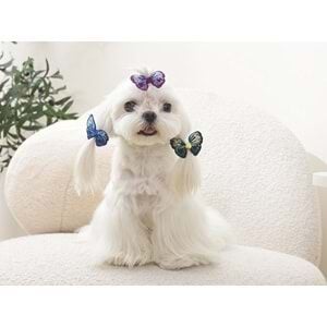 60900899 M-PETS GLAM KÖPEKLER İÇİN AKSESUAR TOKA BLUE/PURPLE/GREEN