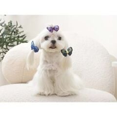 60900899 M-PETS GLAM KÖPEKLER İÇİN AKSESUAR TOKA BLUE/PURPLE/GREEN