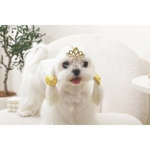 60900199 M-PETS GLAM KÖPEKLER İÇİN AKSESUAR TOKA YELLOW