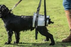 Mikki Engelli Köpek Tasması (L)