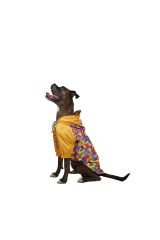Pawstar Sarı Kamuflaj Büyük Irk Köpek Yağmurluğu (Su Geçirmez, Mikro Astar)