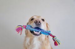 Orka Stick Çiğneme Oyuncağı