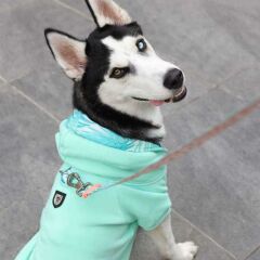 Mint Green, Orta ve Büyük Irk Köpek Sweatshirt