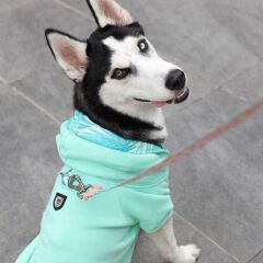 Lindodogs Mint Green Köpek Sweatshirt