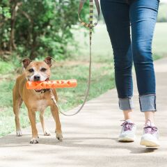 Air Fetch Stick Köpek Oyuncağı (Büyük Boy)