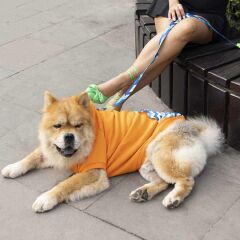 Lindodogs Sydney Köpek Sweatshirt