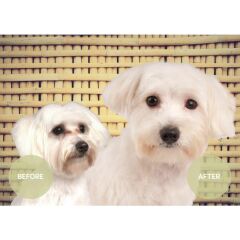 Show Tech Vitalize Tear Stain Remover 250 ml