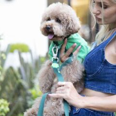 Lindodogs Make Today Amazing Köpek T-Shirt Body