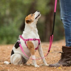 Rogz Classic Control Extra Medium Gezdirme Kayışı Mavi – Şok Emicili, Kilitlenebilir Eğitim Kayışı