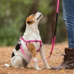 Rogz Classic Control Extra Medium Gezdirme Kayışı Kırmızı – Şok Emicili ve Kilitli Kontrol Sistemi