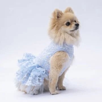 Pawstar Mavi Flora Köpek Elbisesi