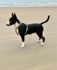Zebra Köpek Göğüs Tasması