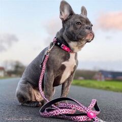 Max & Molly Leopard Pink Köpek Gezdirme Kayışı – Konforlu, Dayanıklı ve Şık