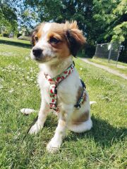 Max & Molly Watermelon Köpek Göğüs Tasması – Konforlu, Ayarlanabilir H Tipi Tasarım