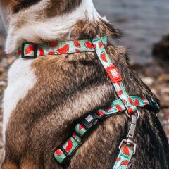 Max & Molly Watermelon Köpek Göğüs Tasması – Konforlu, Ayarlanabilir H Tipi Tasarım