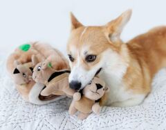 Petstages Hide A Squirrel XL Peluş Köpek Oyuncağı (Kahverengi)