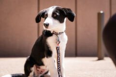 Reddingo Yastıklı Tutuşlu Benekli Gezdirme Kayışı – Konforlu ve Şık