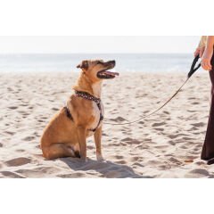 Reddingo Yastıklı Tutuşlu Benekli Gezdirme Kayışı – Konforlu ve Şık