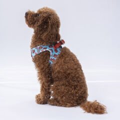 Pawstar Bears Air-Mesh Göğüs Tasması – Nefes Alabilen ve Reflektörlü