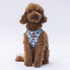 Pawstar Bears Air-Mesh Göğüs Tasması – Nefes Alabilen ve Reflektörlü