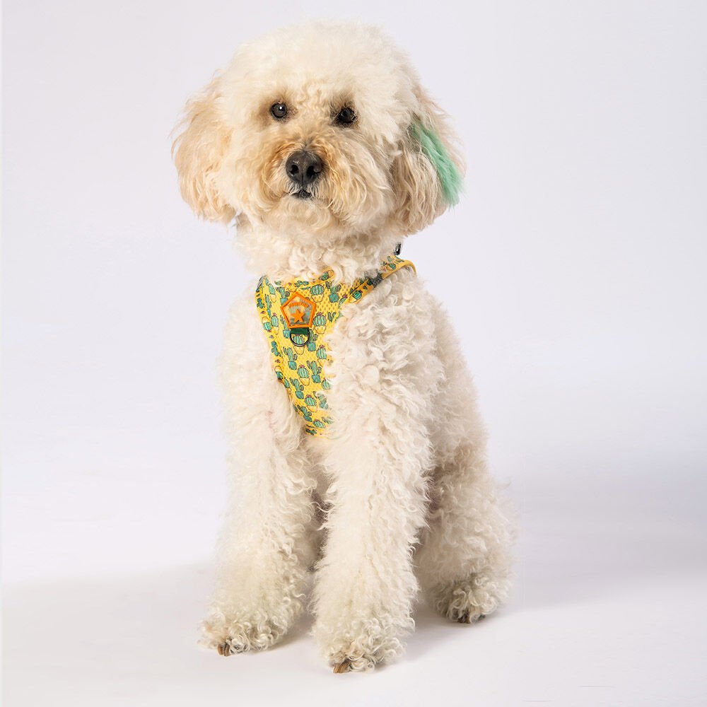 Pawstar Cactus Air-Mesh Göğüs Tasmas