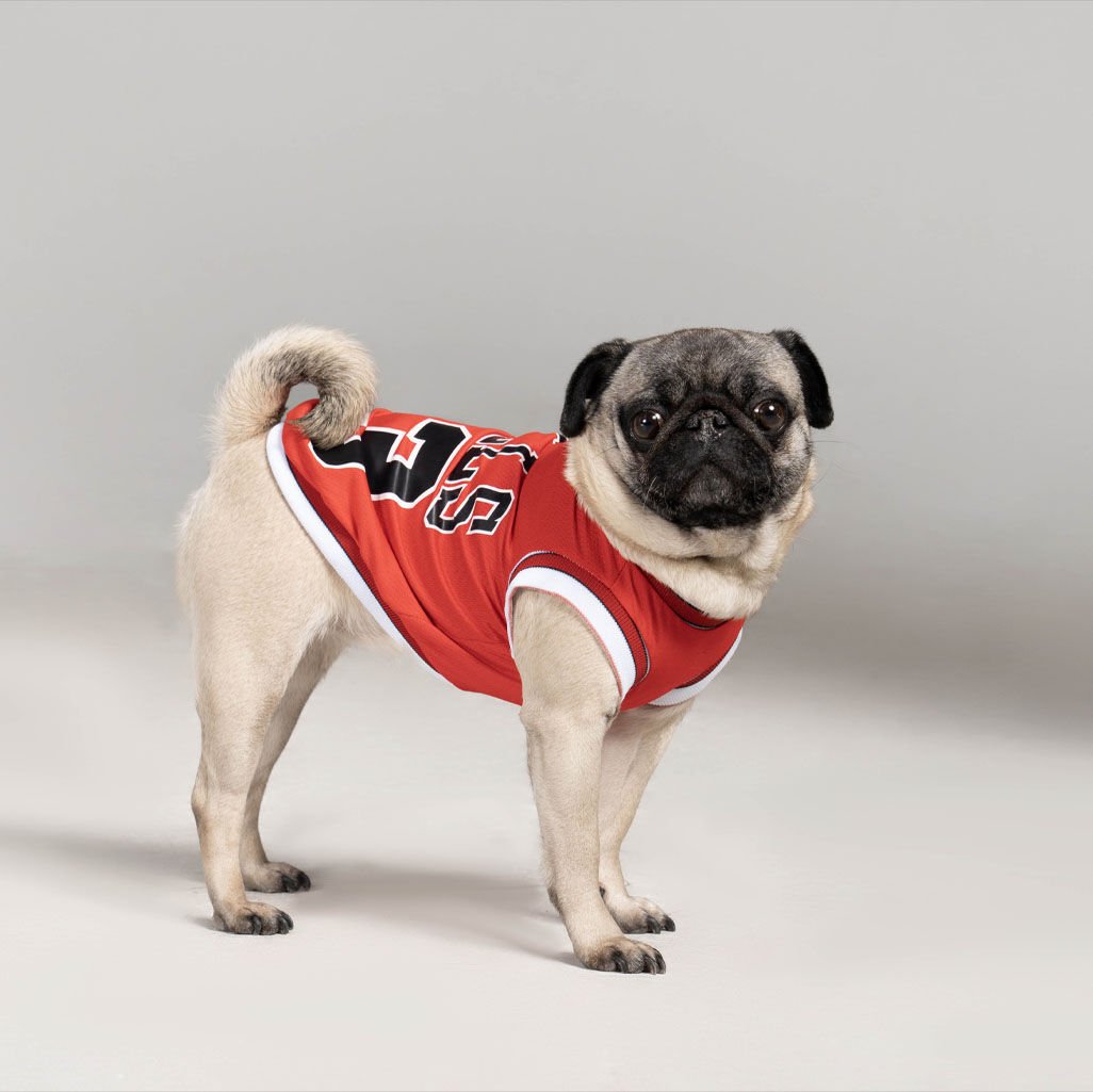 Salya Chicago File Köpek T-Shirt