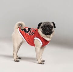 Salya Chicago File Köpek T-Shirt