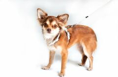 Rogz Luna Köpek Göğüs Tasması – Gri, M, 16 mm