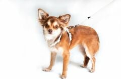 Rogz Luna Köpek Göğüs Tasması – Gri, M, 16 mm