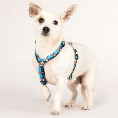 Max & Molly Frenzy the Shark Köpek Göğüs Tasması – Konforlu ve Ayarlanabilir