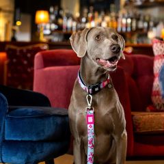 Max & Molly Cherry Bloom Köpek Gezdirme Kayışı – Konforlu ve Şık