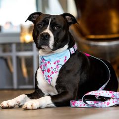 Max & Molly Cherry Bloom Köpek Gezdirme Kayışı – Konforlu ve Şık