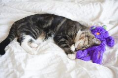Purr Pillow Mırıldayan Kedi Peluş