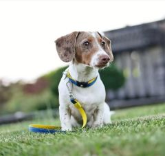 Matrix Yellow Köpek Gezdirme Kayışı