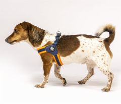 Max & Molly Matrix Orange Q-Fit Köpek Göğüs Tasması – Rahat ve Destekleyici